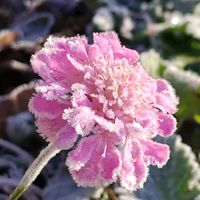 スカビオサ,ピンク組♪,庭の画像