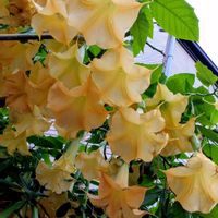 エンジェルストランペット,鉢植え,ガーデニング,散策,植え込みの画像