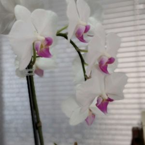 スマホ撮影,棚の画像