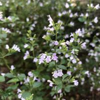 カラミンサ,ハーブ,庭の宿根草,ハーブのある暮らし,宿根草♪の画像