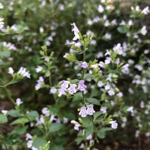 カラミンサ,ハーブ,庭の宿根草,ハーブのある暮らし,宿根草♪の画像