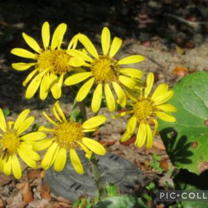 ツワブキ,日本庭園,万博記念公園の画像