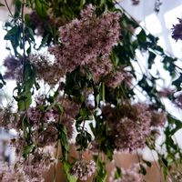 フジバカマ,フジバカマ,雨に輝く,ピンクワールドへ ようこそ,青森県(*´˘`*)だーい好き❣❣の画像