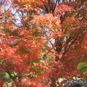 日本庭園,万博記念公園の画像