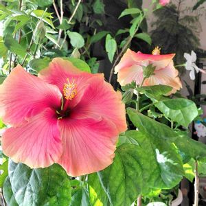 ハイビスカス,ハイビスカス リオ,ホワイトバタフライ,ハイビスカス オーシャンズ イエロー,伊江島ハイビスカス　キングクリムソンの画像