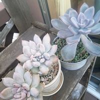 月下美人,冬美人,ガーデニング,多肉棚,ウッドデッキの画像