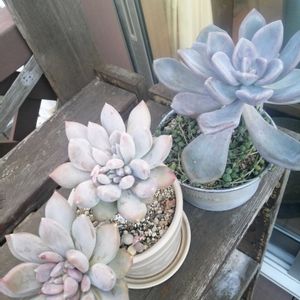 月下美人,冬美人,ガーデニング,多肉棚,ウッドデッキの画像