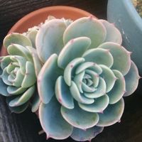 七福神,桜吹雪,ルエラ,ガーデニング,多肉棚の画像