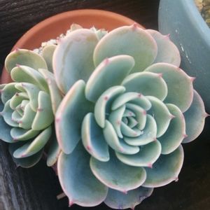 七福神,桜吹雪,ルエラ,ガーデニング,多肉棚の画像