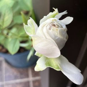 ポルトブルー,ポルトブルー,青バラ,バラを楽しむの画像