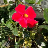 トルコキキョウ,サンパラソル,トレニア カタリーナ ブルーリバー,ミニバラ キャンディキャンディ,銅葉ぷちダリアの画像