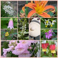 ウキツリボク,ニラ,ホタルブクロ,ヒレタゴボウ,アメリカイヌホオズキの画像