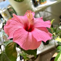 ドラセナ,アグラオネマ,ウンベラータ,柱サボテン,フィカス　ウンベラータの画像