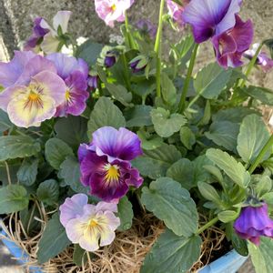 パンジー シエルブリエ,寄せ植え,パンビオ大好き,元気に育ててますよ,エントランスの画像