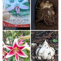 ユリ,オリエンタルリリー,マルコポーロ,カサブランカ　ピンク,キャンディークラブの画像