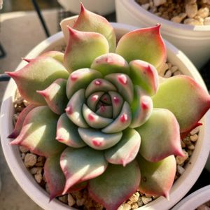 チワワエンシス,多肉植物,エケベリア属,多肉大好き,多肉中毒の画像