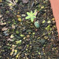 ルピナス,チマサンチュ,食用ほおづきの画像