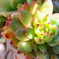 多肉植物,紅葉（こうよう）,Love & Peace,半分そら,ありがとう♡︎⸜( ´ ꒳ ` )⸝♡︎の画像