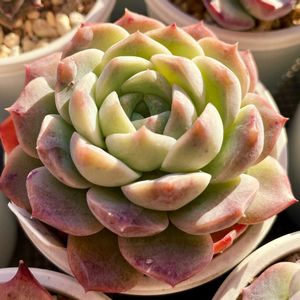 アイスコーラル,多肉植物,エケベリア属,多肉大好き,多肉中毒の画像