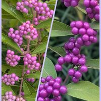 コムラサキ,コムラサキ,今日のお花,♡華やか♡,庭の画像