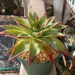 リラシナ,原種エボニー,サンチェ,エケベリア アガボイデスエボニー,モンロー交配種の画像