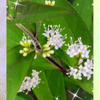 皇帝ダリア,デュランタ,ムラサキシキブ,紫式部,デュランタの黄色い実の画像