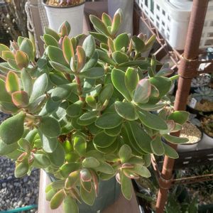 ラウリンゼ,ロータス, シルエット,朝霞錦♡,ナナシちゃんの画像