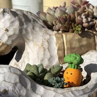 多肉,碧魚連,多肉植物,ベランダガーデン,碧魚蓮ⓚの画像