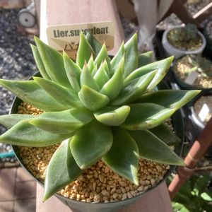 サブセシリス,クリスマスイヴ,バカス,ガーデニング,ウッドデッキの画像