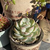 テディベア,ウェルデルマニー,ピュアラブ,多肉植物,リメ缶の画像