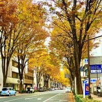 ケヤキ,ケヤキ,紅葉（こうよう）,黄葉,ユーミンつながりの画像