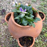 ムスカリ,ビオラ,ムスカリ バレリーフィネス,リュクスラパン,寄せ植えの画像