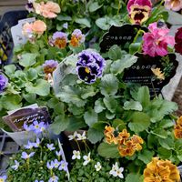 アリウム,パンジー・ビオラ,ヒナソウの画像