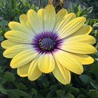 オステオスペルマム,いつも、いいね❤をありがとうございます‼,今日で11月も終わりますね,お出かけ先の画像