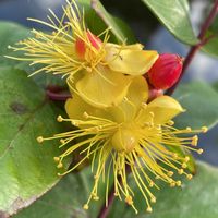 ヒペリカム,実♡,お花は癒し,花が好き❤,☆携帯撮影☆の画像