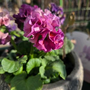 パンジー シエルブリエ,パンジー・シエルブリエ,スーパーゼラニウムチャンピオン　ロージー,ローブ・ドゥ・アントワネット・ロココ,PW スーパーゼラニウムの画像