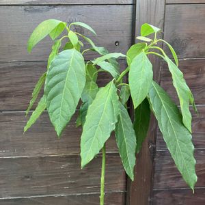 アボガド,多肉植物,塊根植物,コーデックス,花のある暮らしの画像