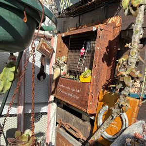 レデボウリア クリスパ,サビサビ,GSのみなさんに感謝♡,健康第一☘️,ｵｹﾂの日の画像