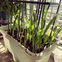 フリージア,ベランダの画像