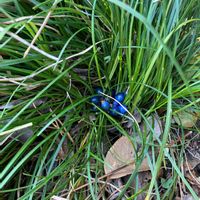 リュウノヒゲの画像