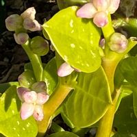 ツルムラサキ,嬉しい出会い,花友さん家,つるむらさき,wakuwakuの画像