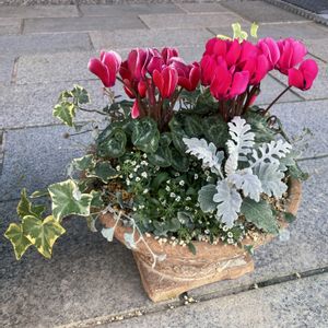 ビオラ,寄せ植え,軒下,花のある暮らし,ガーデンシ クラメンの画像