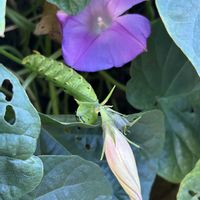 アサガオの画像