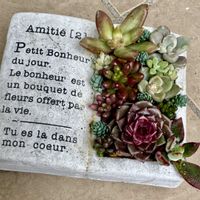 多肉,多肉,エケベリア,銘月,銘月の画像