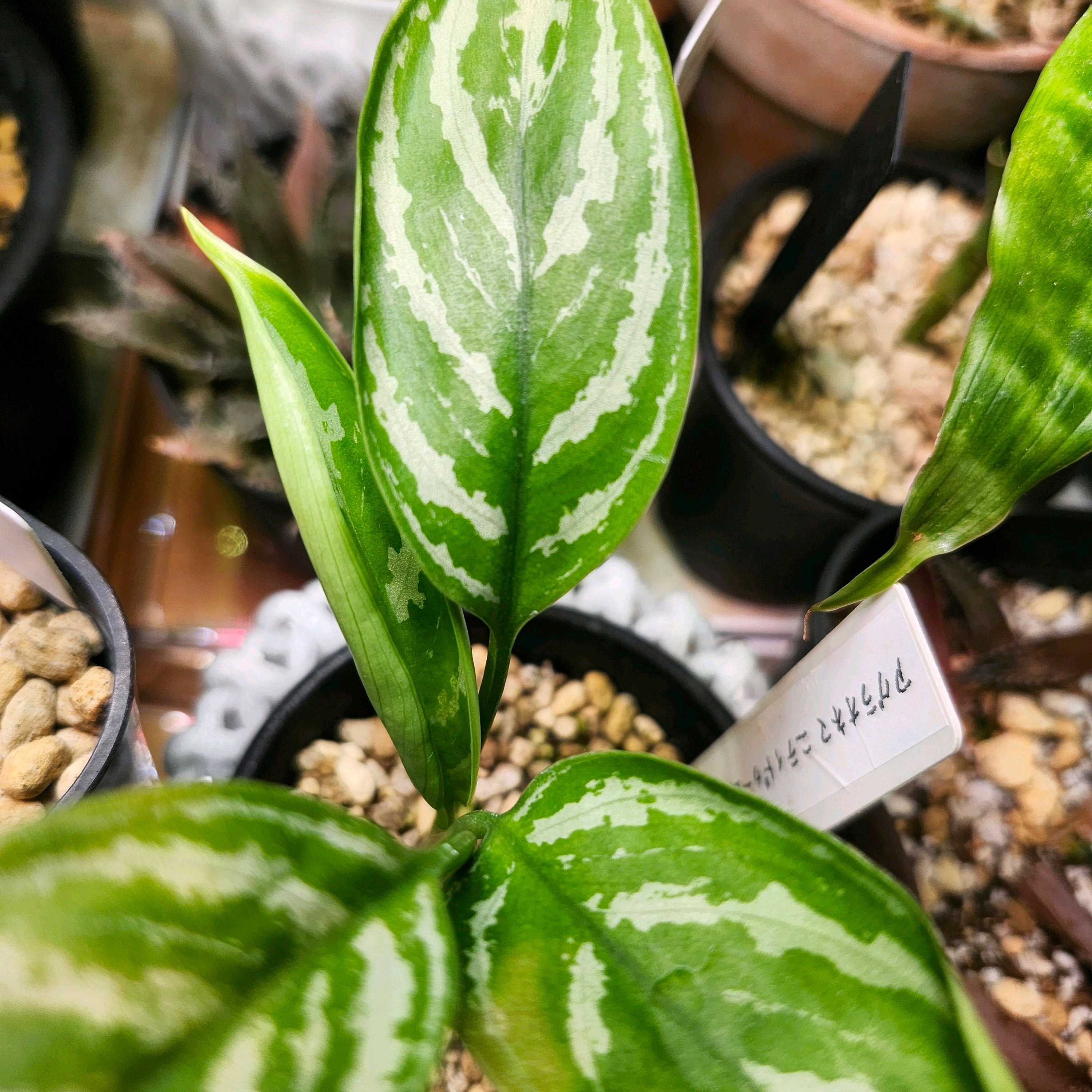 アグラオネマ カーティシーの一覧｜🍀GreenSnap（グリーンスナップ）