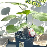 ハイビスカス フラムルージュ,プセウド ボンバックスエリプチカム,挿し木,鉢増し,ちっちゃいものクラブの画像