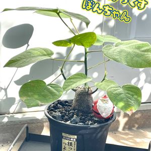 ハイビスカス フラムルージュ,プセウド ボンバックスエリプチカム,挿し木,鉢増し,ちっちゃいものクラブの画像