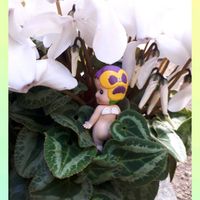 シクラメン,鉢植え,花言葉,ｵｹﾂの日,オケツの日の画像