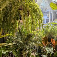 スパティフィラム,アスプレニウム,ネフロレピス,アスプレニウム ’ ツンベルギー ',フィカス属の画像