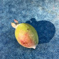 フェイジョア,ガーデニング,フェイジョアの実,庭の画像